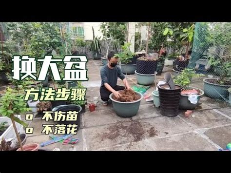 海葡萄風水|海葡萄樹風水：增旺運勢的綠意之選 – 植物盆栽綠寶典